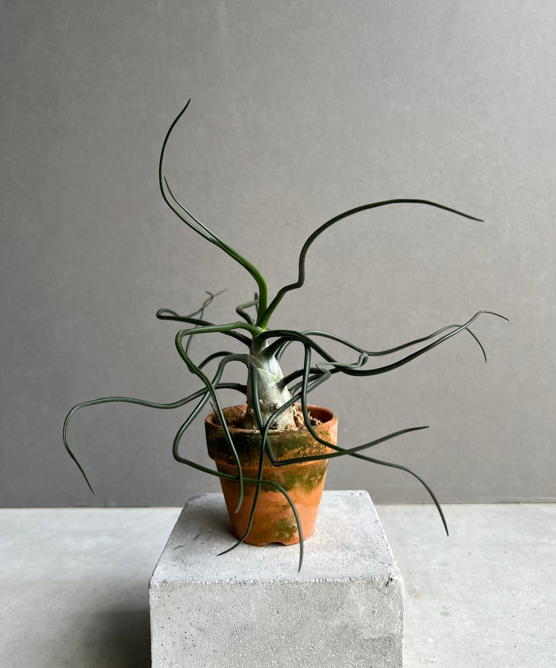 ティランジア ブルボーサ “スペシャル フォーム” 「Tillandsia bulbosa