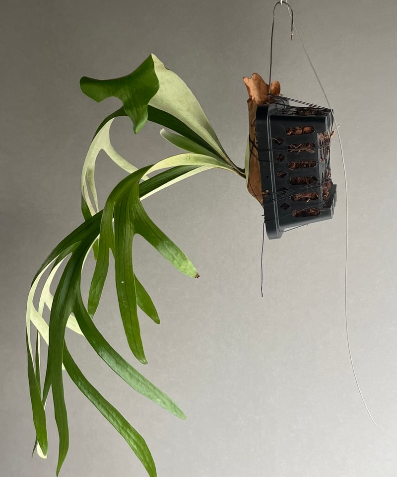 ビカクシダ beck ザ・ファームセレクト]ビカクシダ：ピーカヌム（P. willinckii x