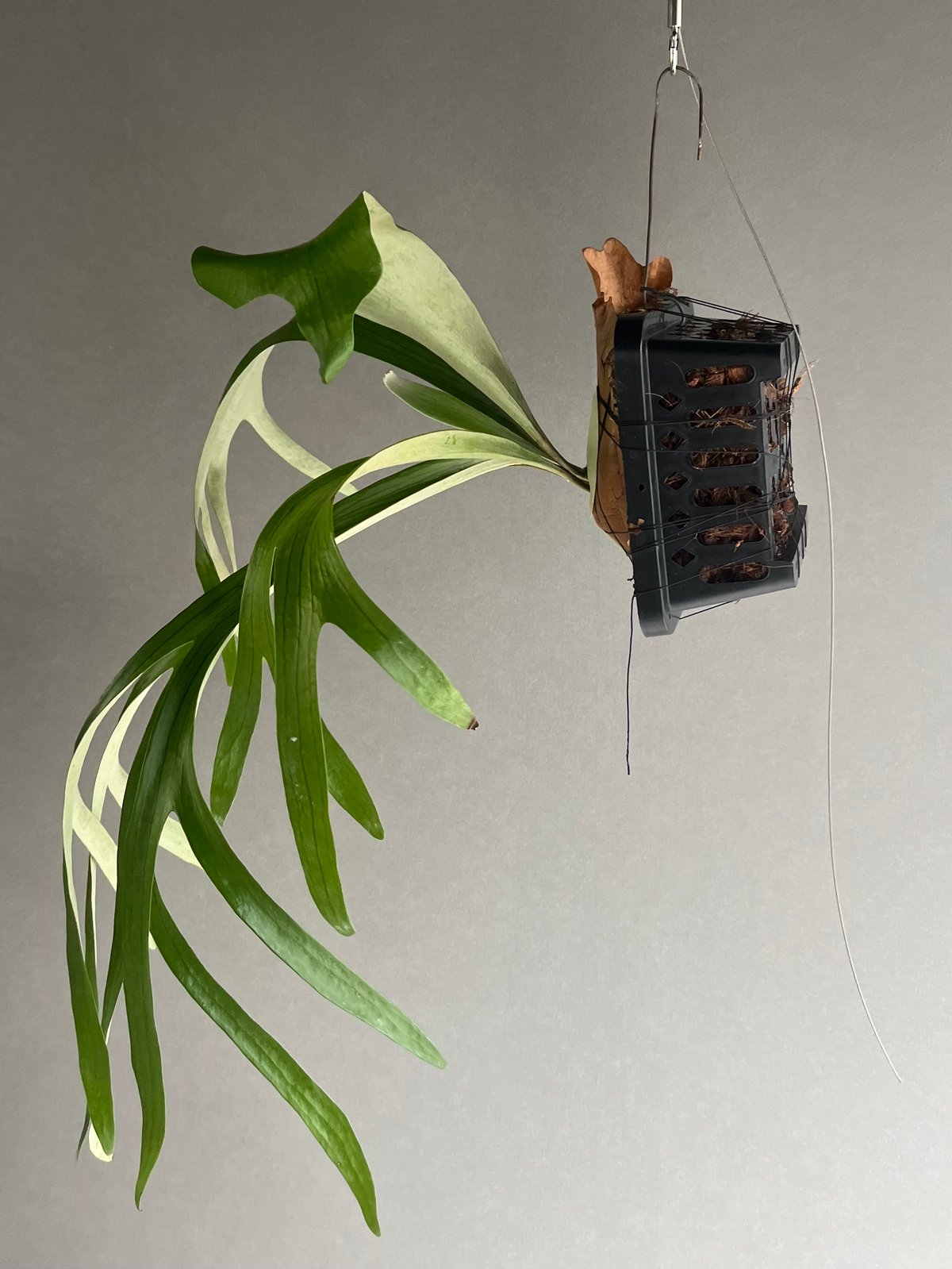 ビカクシダ サンバウェンセ （子株） 「Platycerium Sumbawense