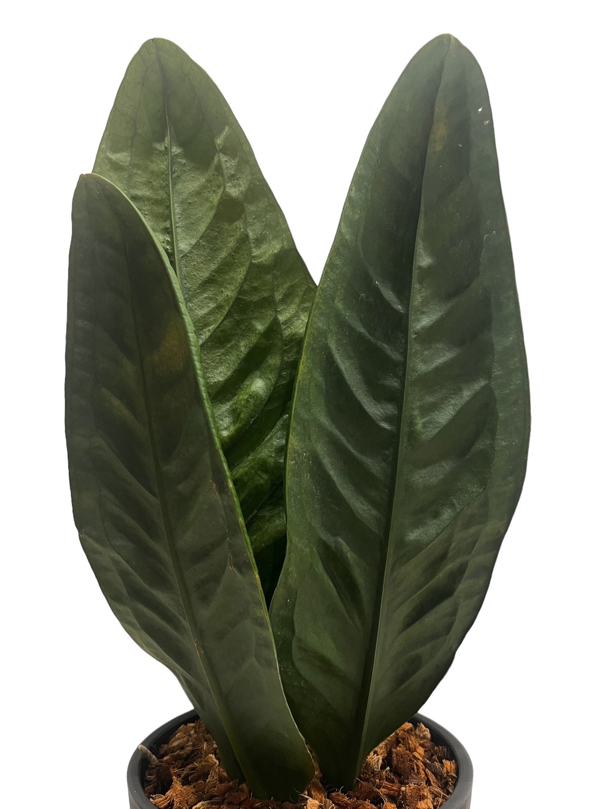 アンスリウム スパーバム 「Anthurium superbum」15Q | SHOUCHIKUEN