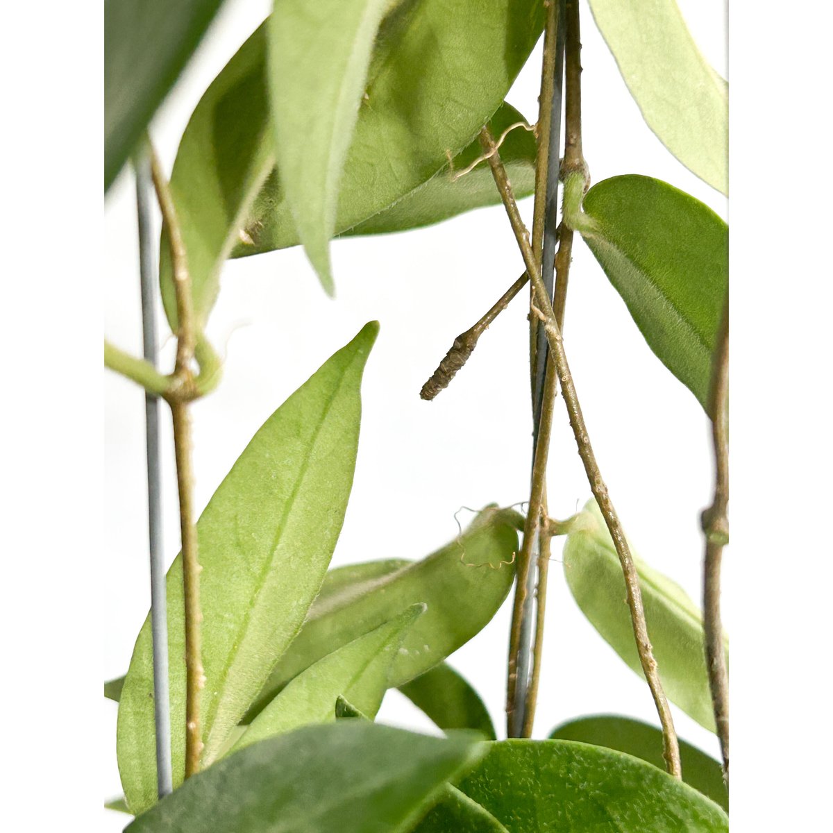 ホヤ パテラ ピンク 「Hoya patella pink 」4/19-336 | SHOUC