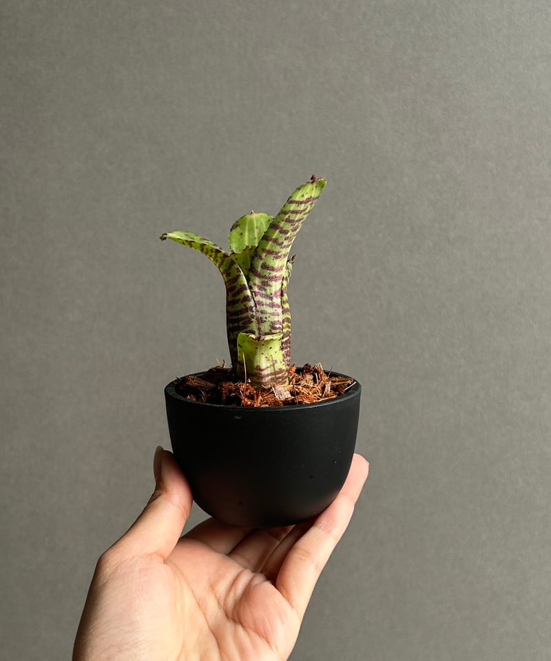 ネオレゲリア グレムリン 「Neoregelia Gremlin」20G | SHOUCHIKUEN