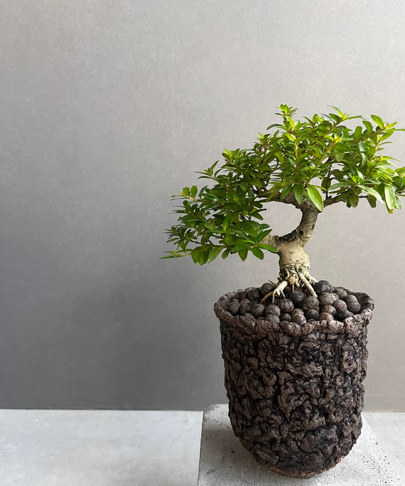 うち” 盆栽 + plantsmonsters pot 「“UCHI” BONSAI」66