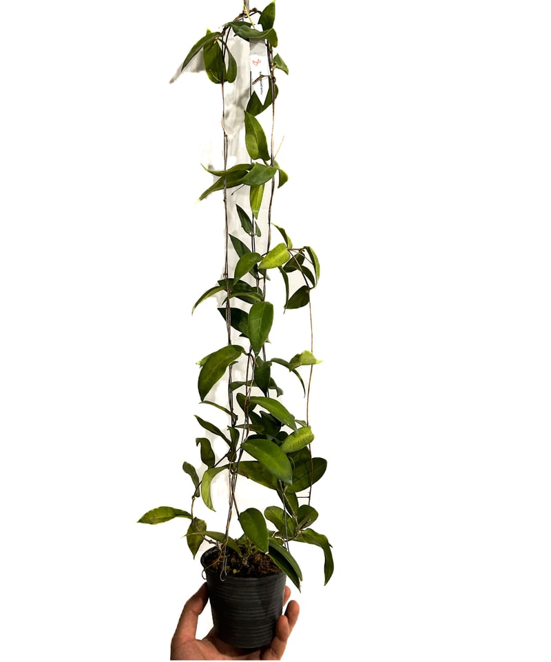 ホヤ パテラ ピンク 「Hoya patella pink 」4/26-406M4 | SHO