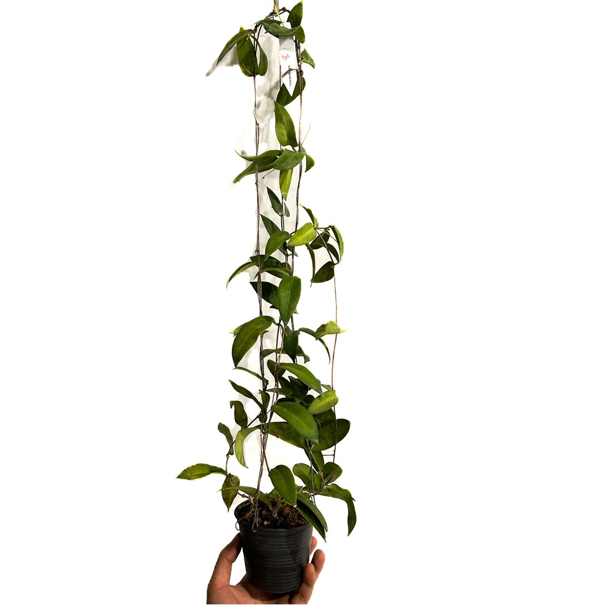 ホヤ パテラ ピンク 「Hoya patella pink 」4/26-406M4 | SHO