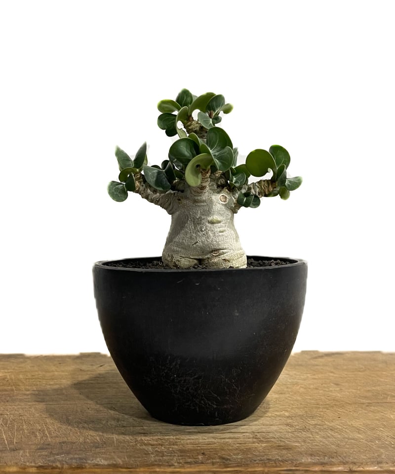 アデニウム D.H.A (獅子葉) 「Adenium D.H.A」6/30-912 | SH