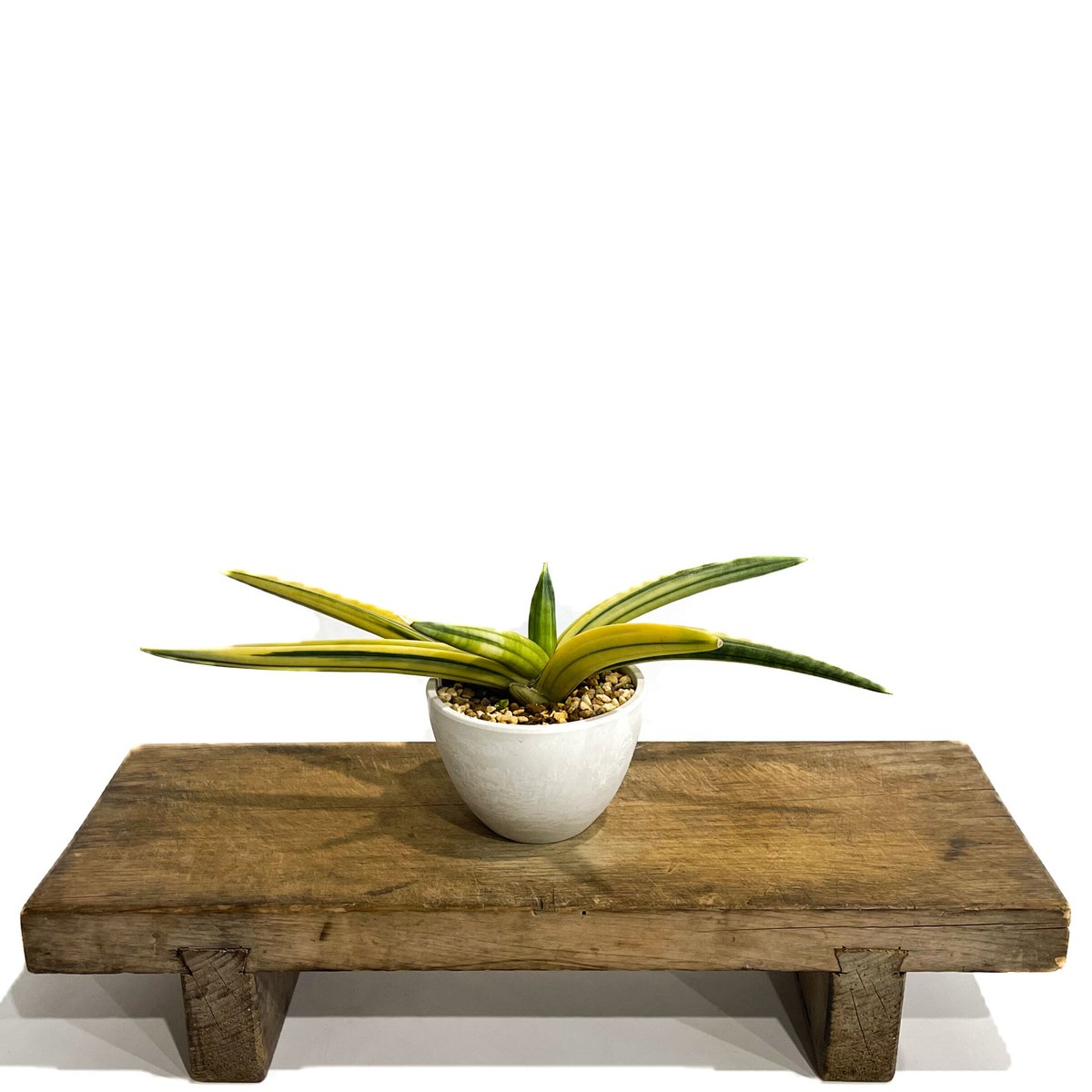 サンセベリア パテンス 斑入(選抜個体) 「Sansevieria patens var.」1