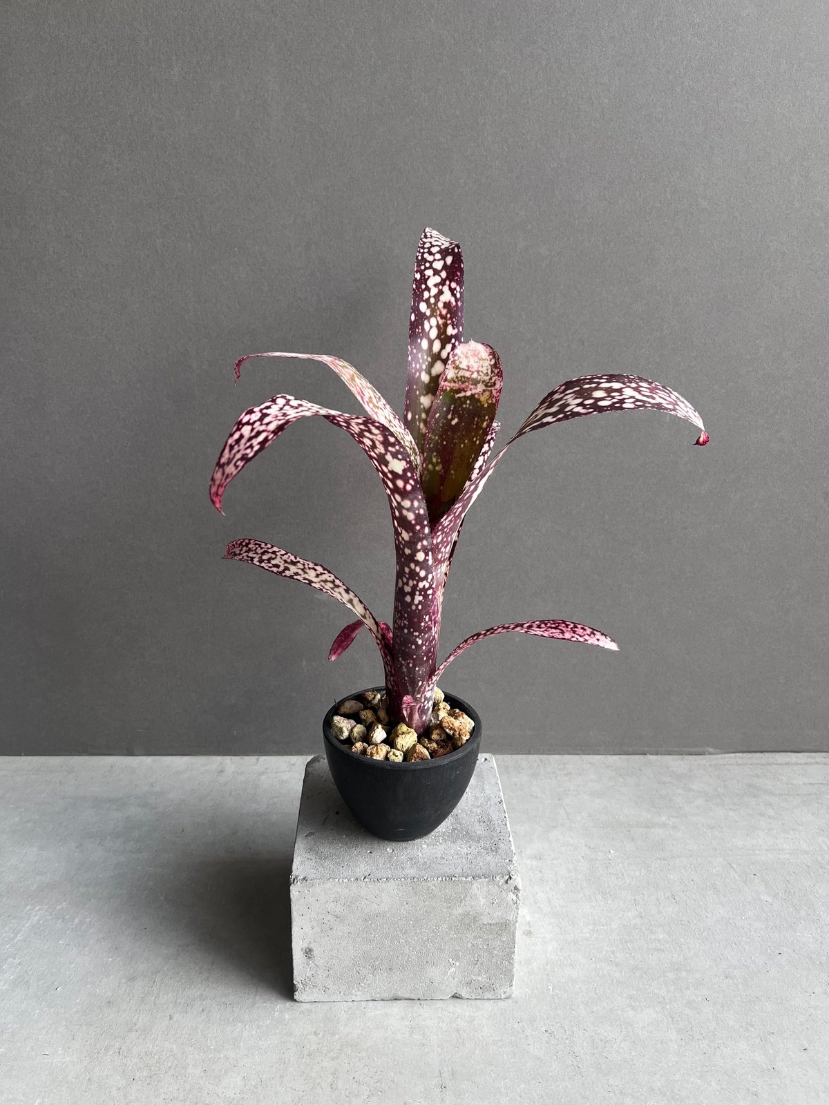 Billbergia 'Dreams'〔ビルベルギア〕現品発送B0261 Billbergia 'Dreams'〔ビルベルギア〕現品発送B0261
