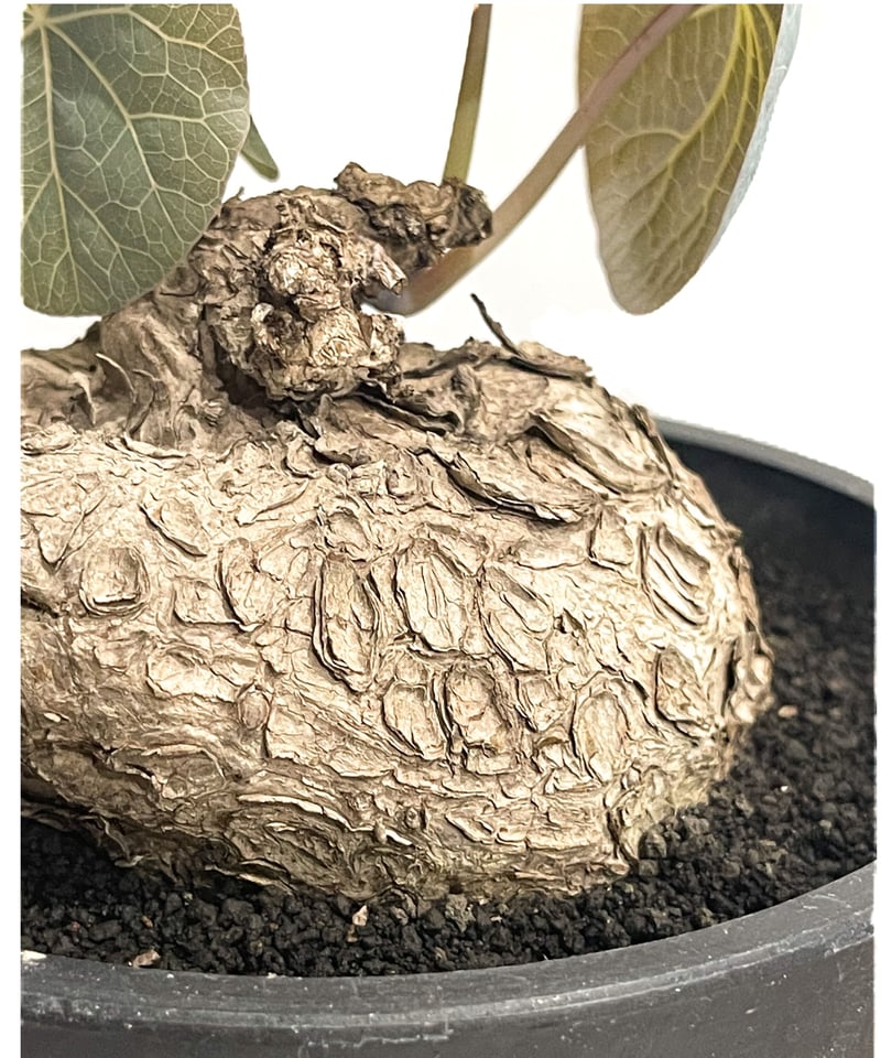 ステファニア カウィーサキー「Stephania Kaweesakii」22C-2