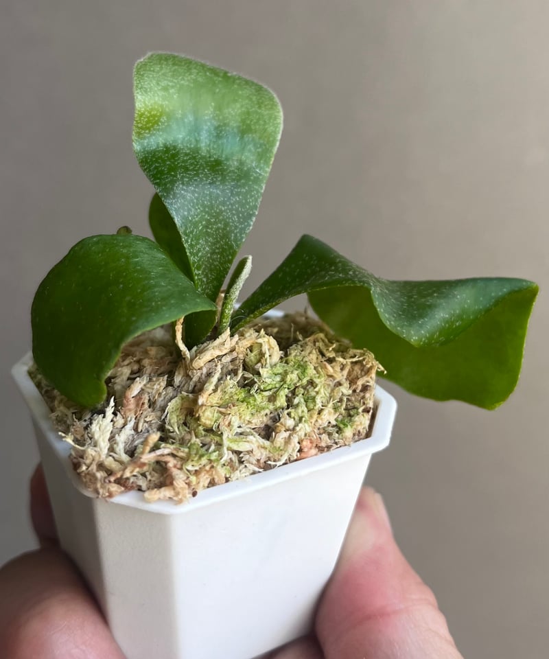 ビカクシダ willnckii dowarfu ` OMG ´sp ビカクシダ willnckii dowarfu ` OMG ´sp