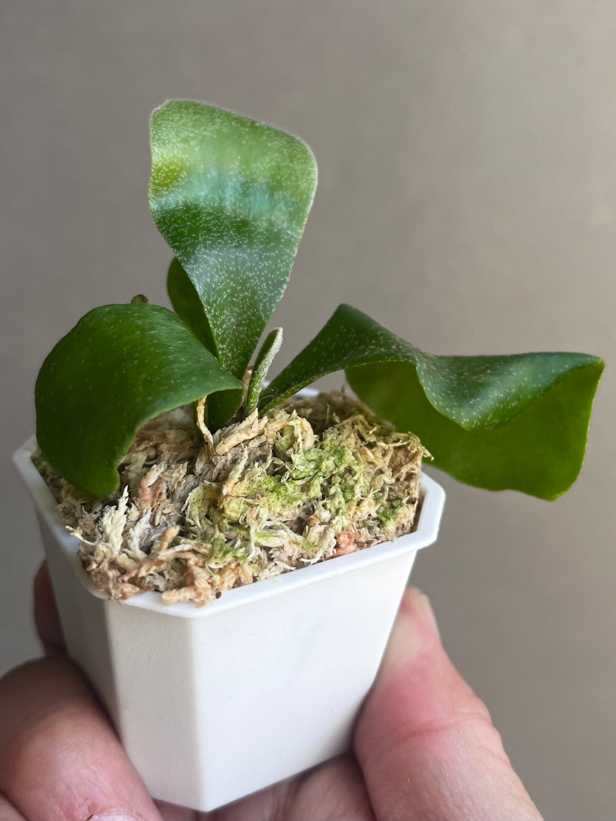 ビカクシダ willnckii super dwarf`Ginka´ sp 【公式通販】
