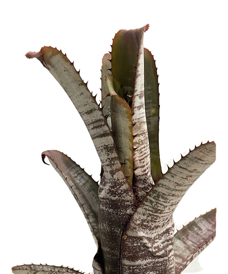 エクメア ヌディカウリス シルバー ストリーク「Aechmea nudicaulis
