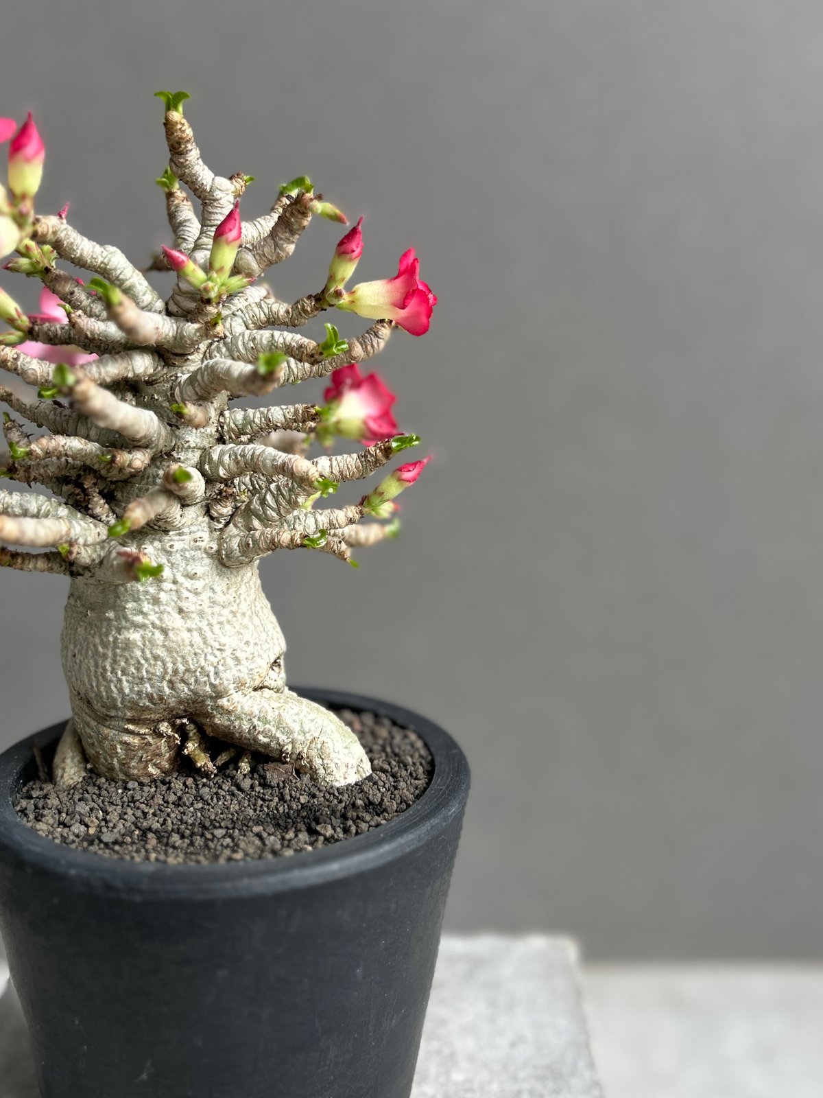 EMP アデニウム メデューサ D.H.A 獅子葉 / AD169 アデニウム メデューサD.H.A (獅子葉) + plantsmonsters pot 「Ad