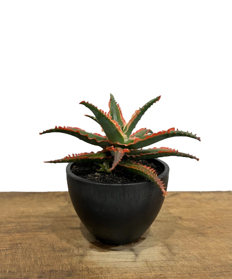 アロエ ハイブリッド aloe hybrid S1437 親株 子付き （アロエ