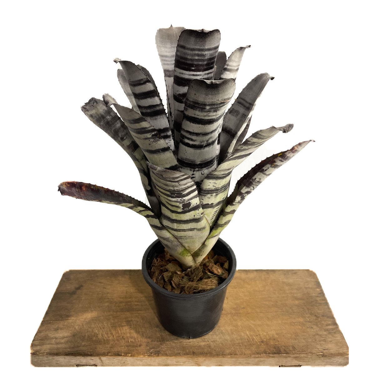 エクメア チャンティニー ブラックセレクト「Aechmea Chantinii