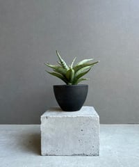 GP Sansevieria Bua Kao サンセベリア ブア カーオ サンセベリア ブア カーオ「 Sansevieria Buakaw(by Unyamanee