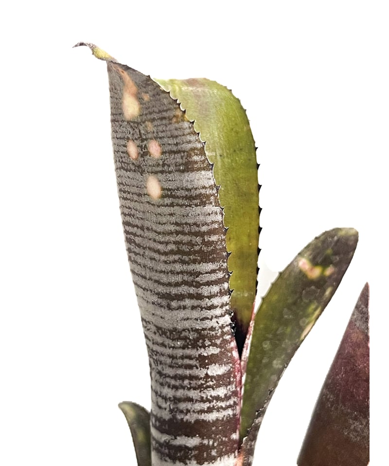 ビルベルギア　'YouTube'　ユーチューブ ビルベルギア・ユーチューブ Billbergia You Tube（Bill