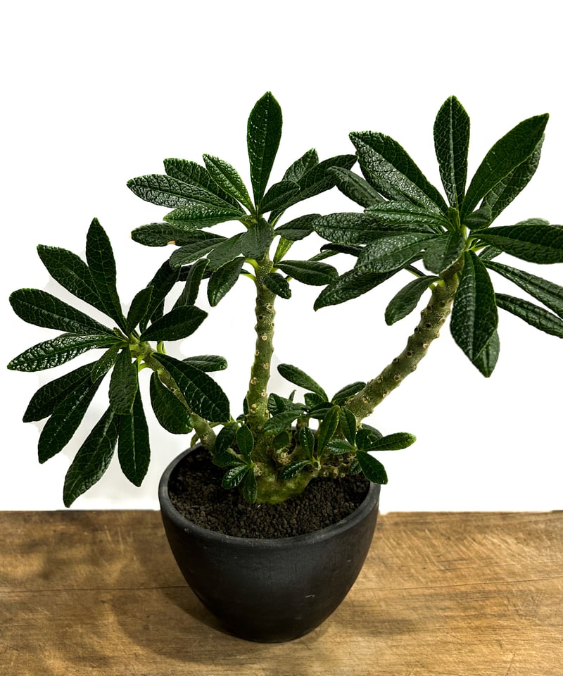 ドルステニア ギガス「Dorstenia gigas」5/12-487 | SHOUCHIKUEN ドルステニア ギガス「Dorstenia gigas」5/12-487 | SHOUCHIKUEN