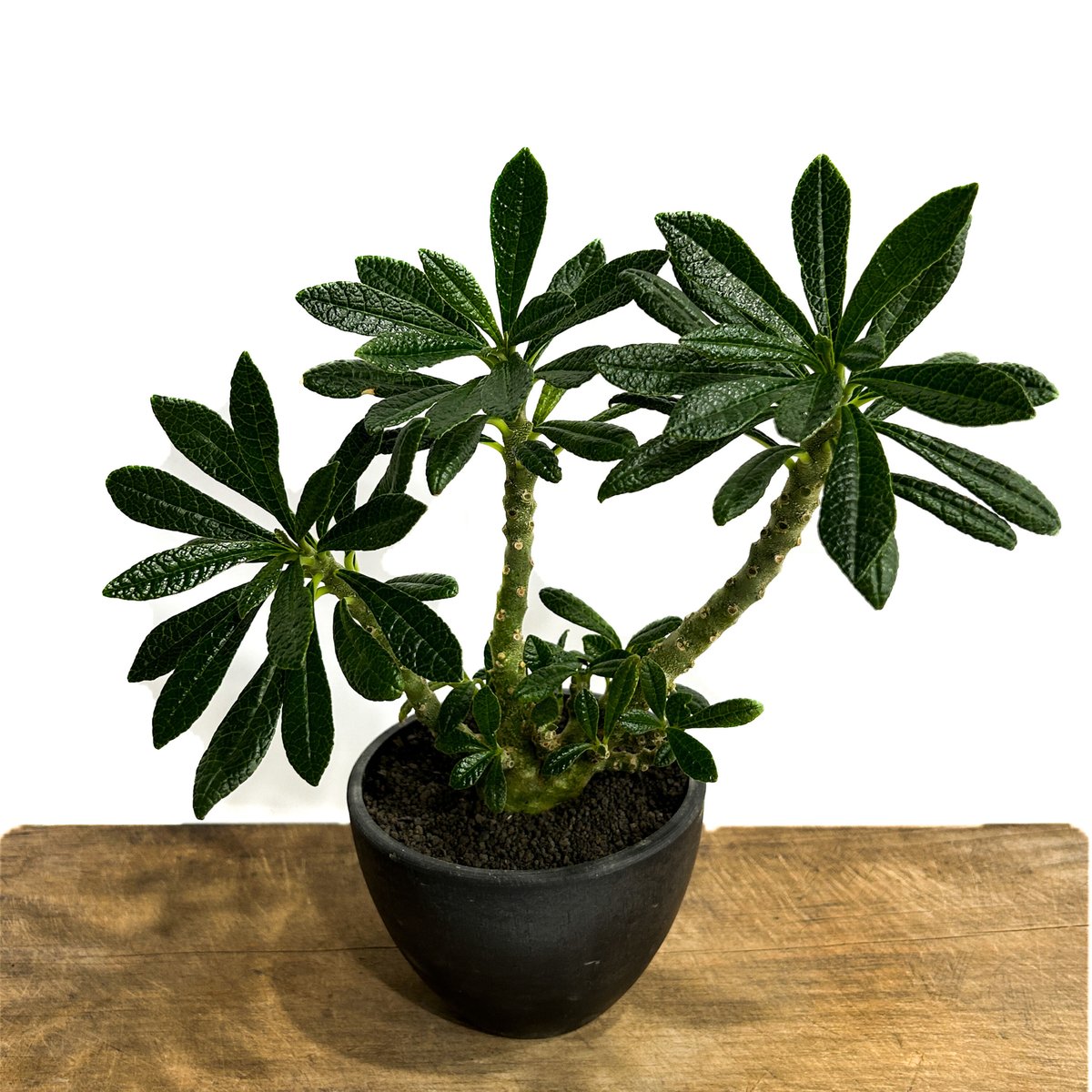 ドルステニア ギガス「Dorstenia gigas」5/12-487 | SHOUCHIKUEN ドルステニア ギガス「Dorstenia gigas」5/12-487 | SHOUCHIKUEN