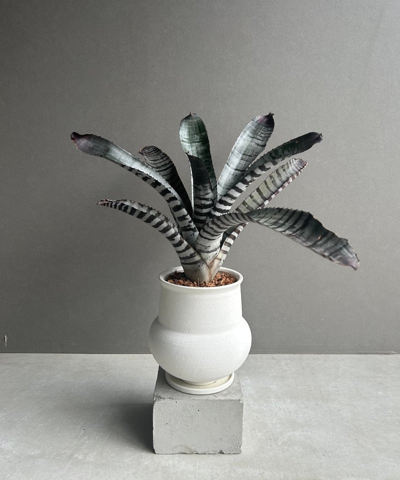 エクメア チャンティニー ブラック セレクト 「Aechmea chantinii Black