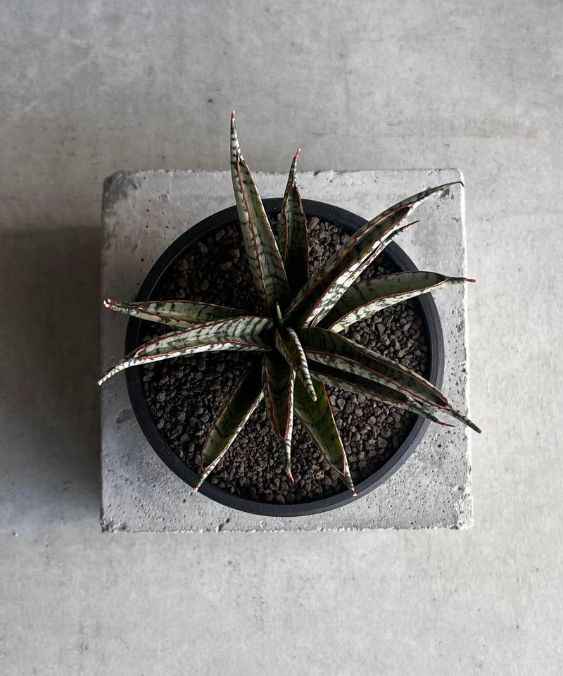 サンセベリア サンシャイン エンジェル 「Sansevieria Sunshine Angel