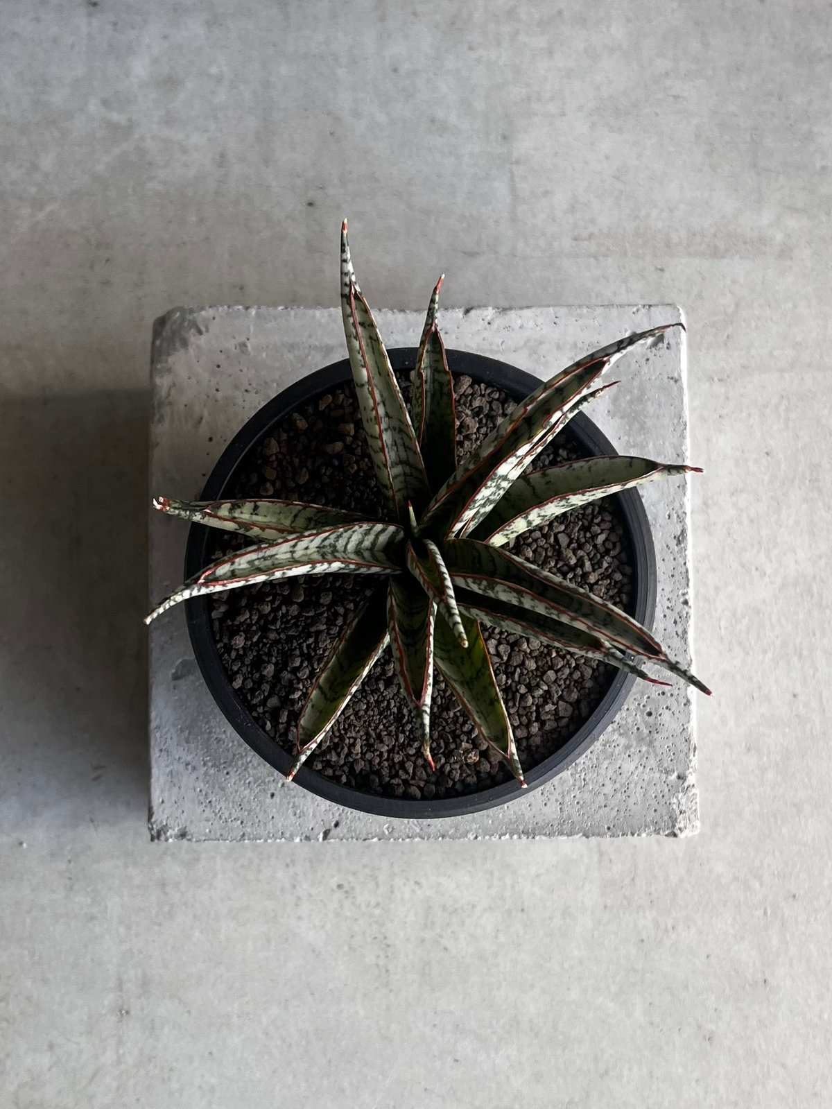 EMP サンセベリア サンシャイン エンジェル / 完成品 SA365 サンセベリア サンシャインエンジェル「Sansevieria Sunshine