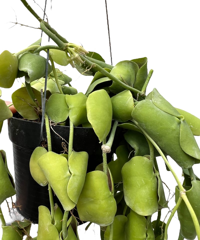 ディスキディア インブリカータ 「Dischidia imbricata」19J | SHOU