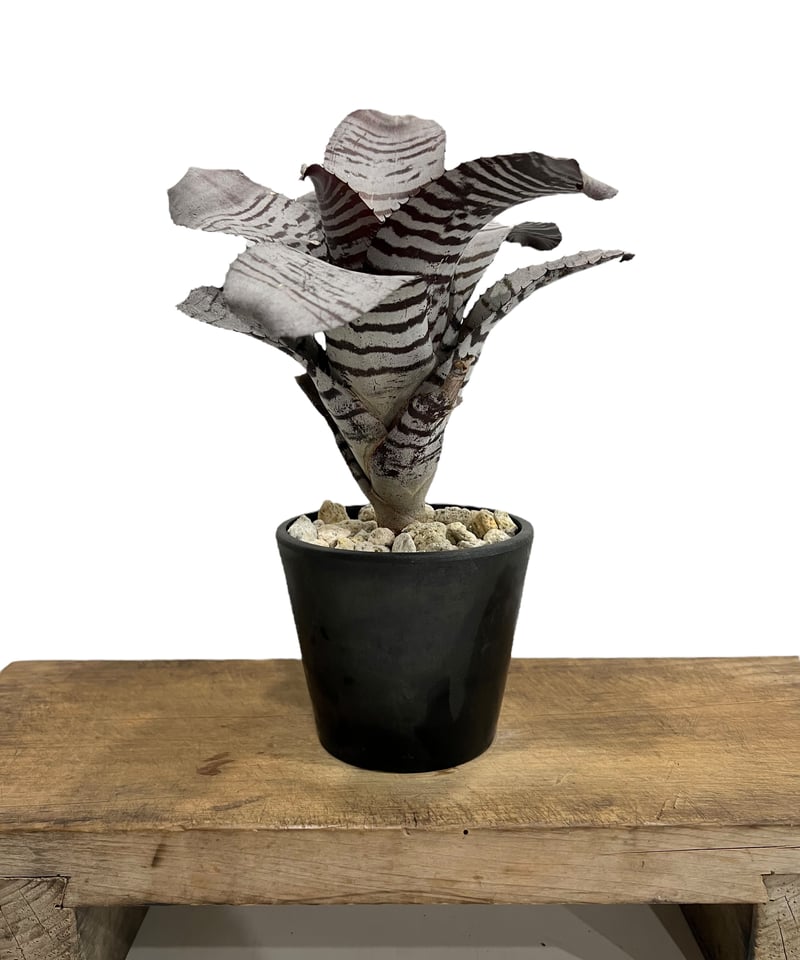 大株です！タンクブロメリア　エクメア『chantinii black』hyb. 特大株です！タンクブロメリア エクメア『chantinii black』hyb.