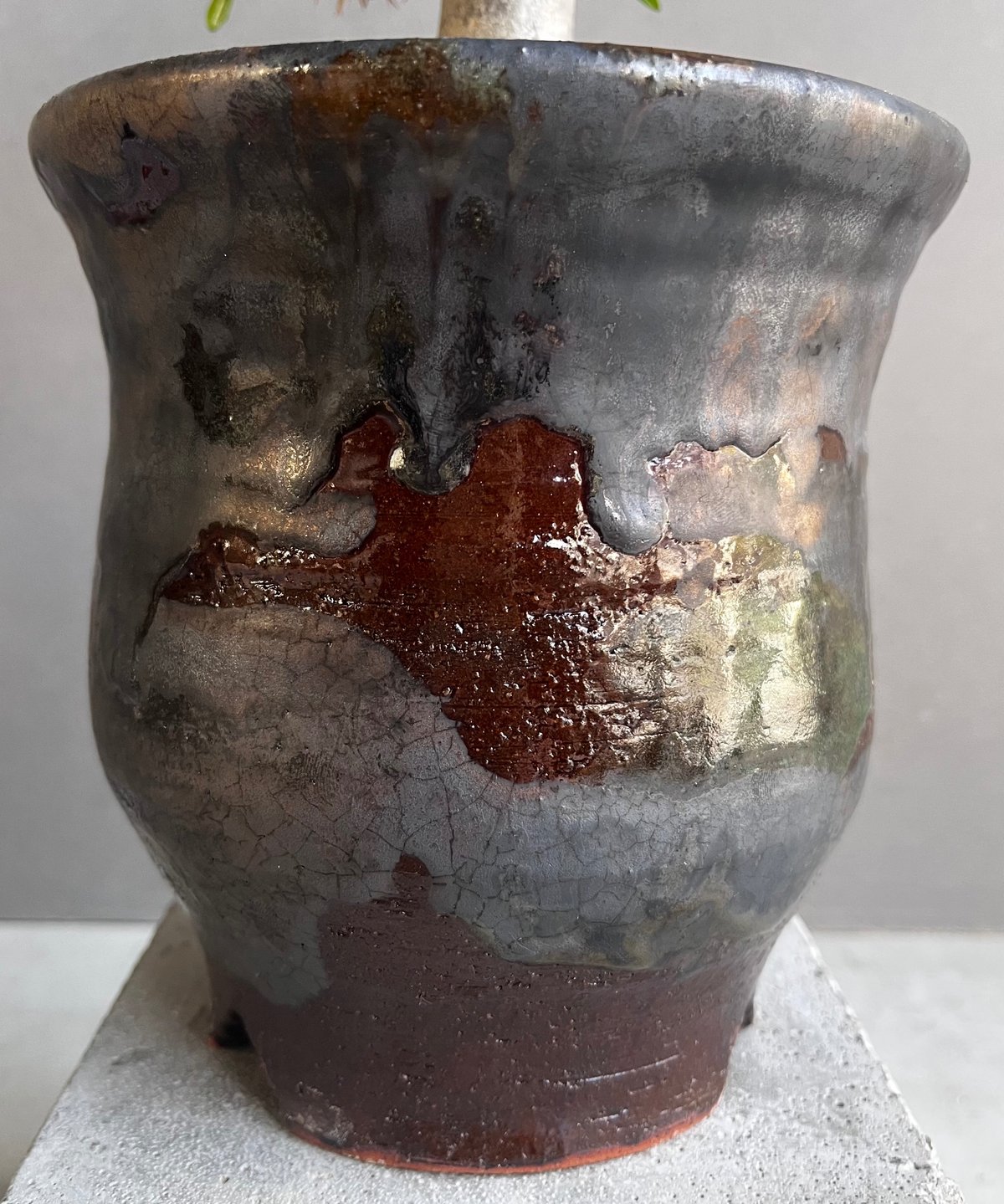 パキポディウム ラメリー 綴化 +YON-HACHI (Masaki Tomabechi)