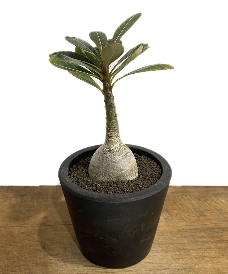 アデニウム ソコトラナム 「Adenium socotranum 」42E-1 | SHOU