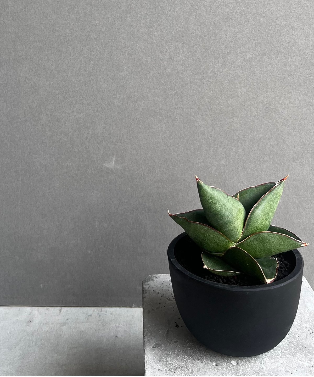 サンセベリア オペラ ハウス 「Sansevieria Opera House 」96A |