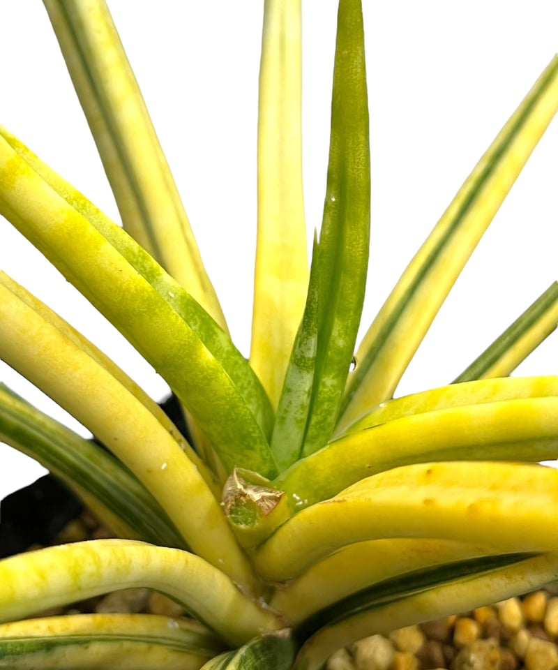 サンセベリア ブンルートーチ 斑入 「Sansevieria Bunlue Torch Var