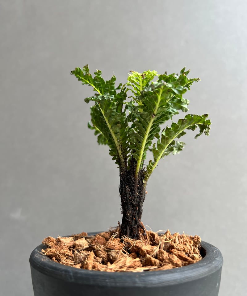 ブレクナム ギッバム ドワーフ 「Blechnum gibbum Dwarf 」39C | S