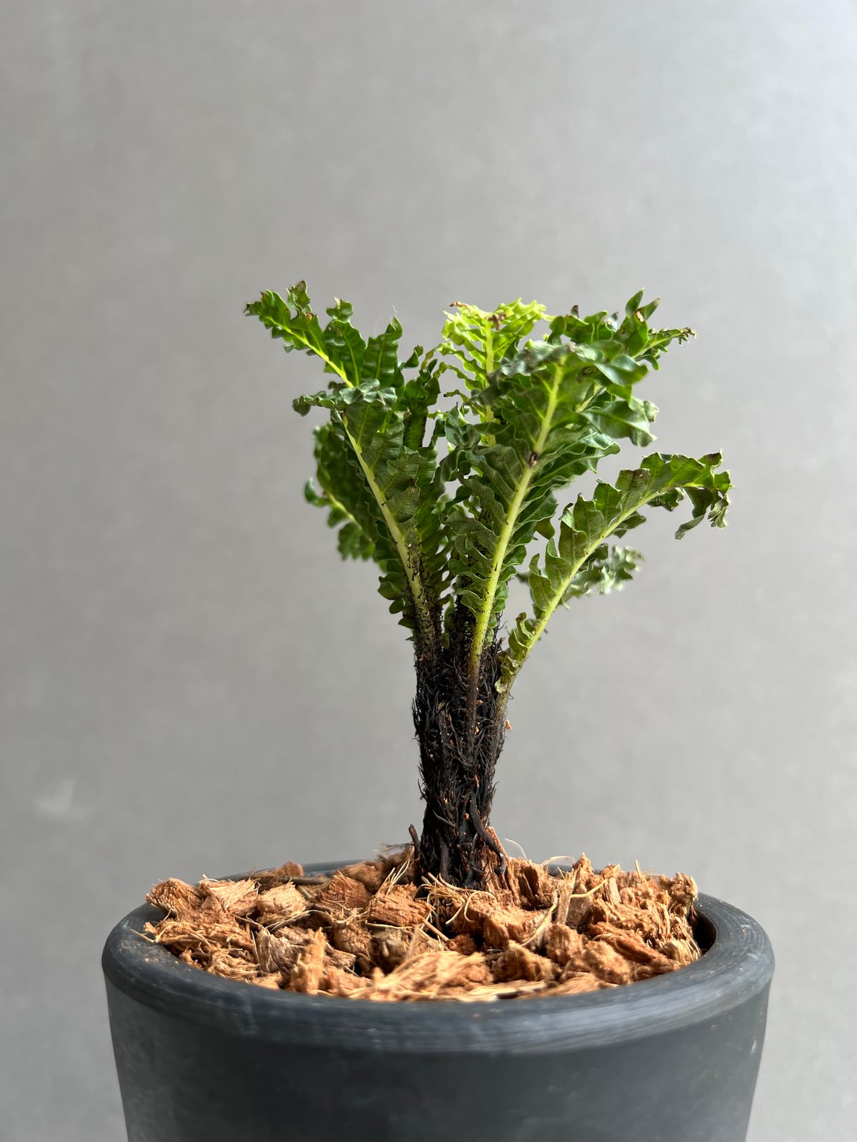 ブレクナム ギッバム ドワーフ ブレクナム ギッバム ドワーフ 「Blechnum gibbum Dwarf 」39C