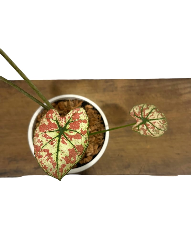 カラジューム ハイブリッド “選抜個体”「 Caladium Hybrid “Select”」