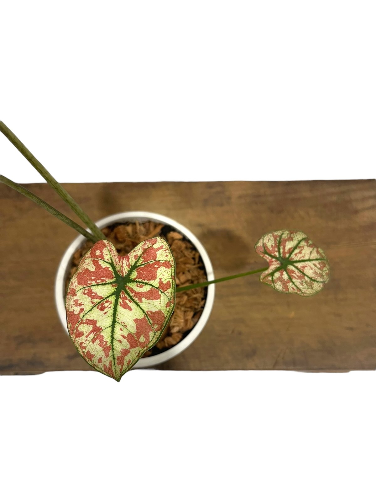 カラジューム ハイブリッド “選抜個体”「 Caladium Hybrid “Select”」