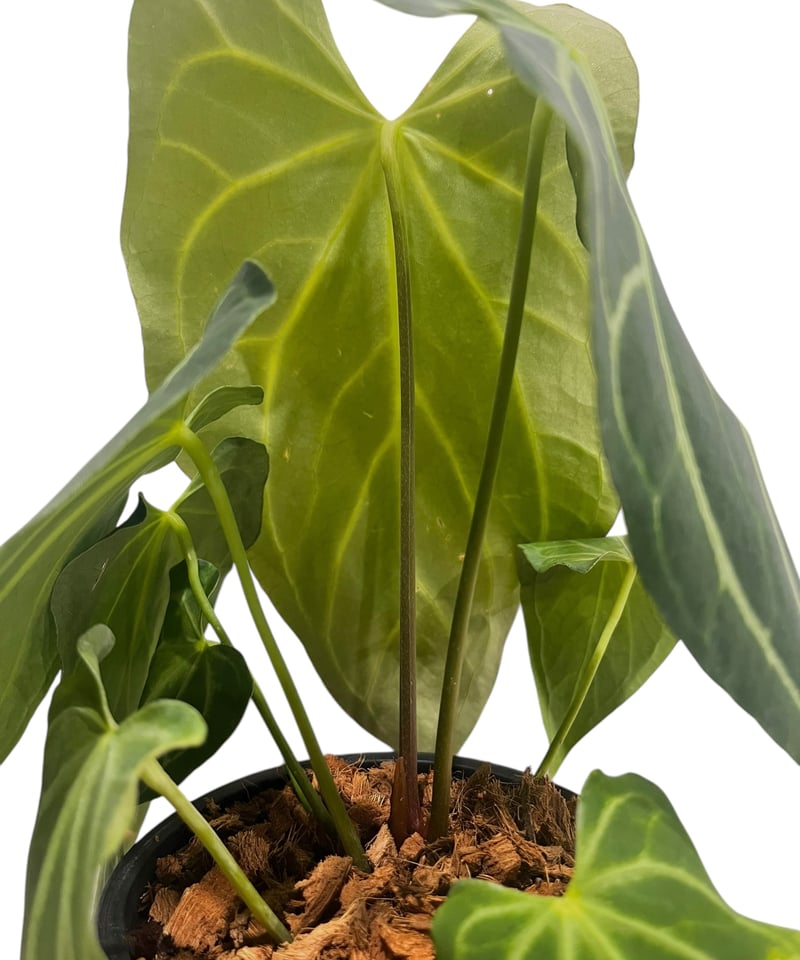 アンスリウム クリスタリナム x シルバー ホープ 「Anthurium