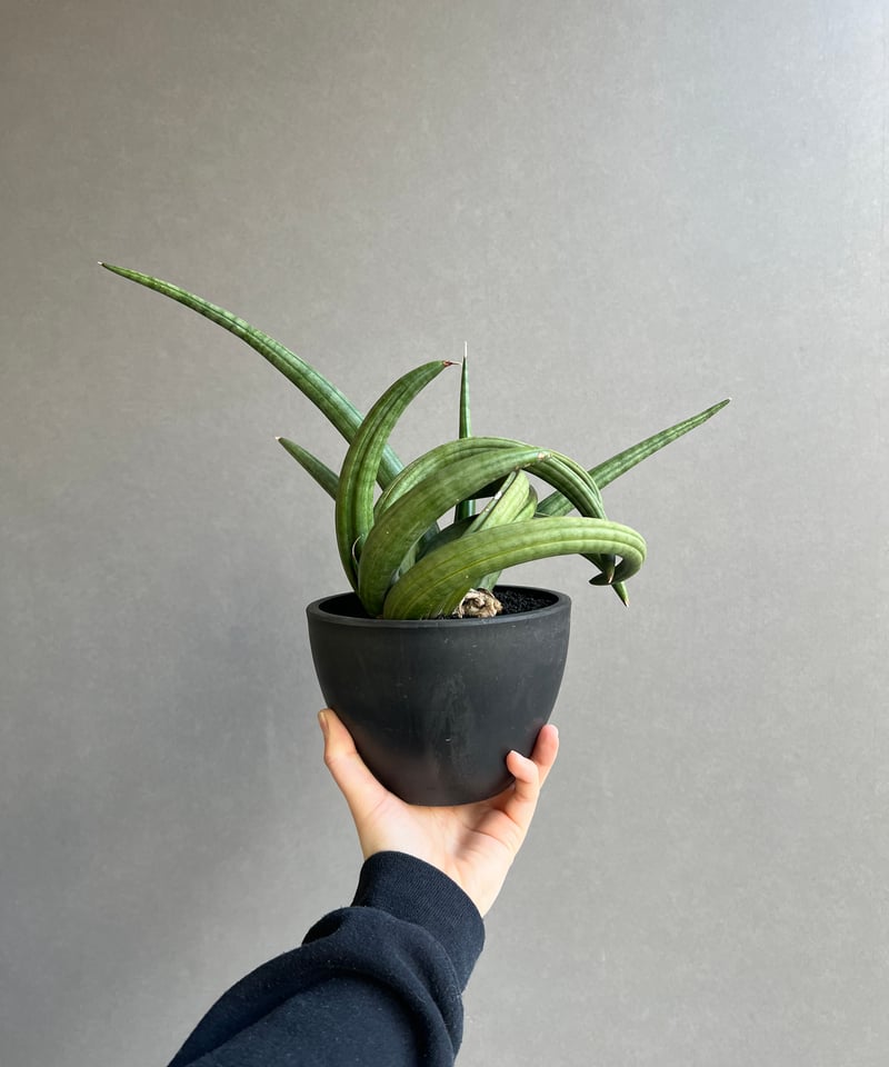 サンセベリア アンヤマニー ハイブリッド “トルネード”「Sansevieria