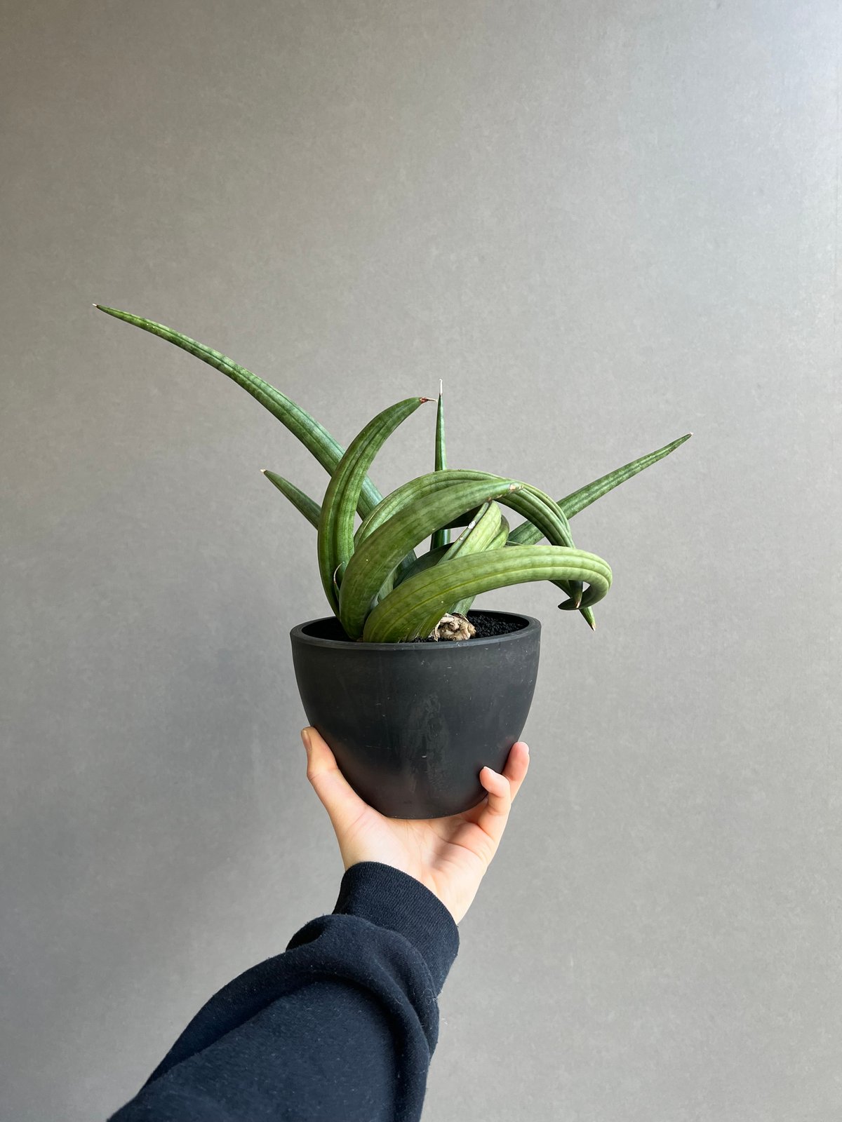 EMP サンセベリア アンヤマニーハイブリッド ドワーフEM1 / SA264 EMP