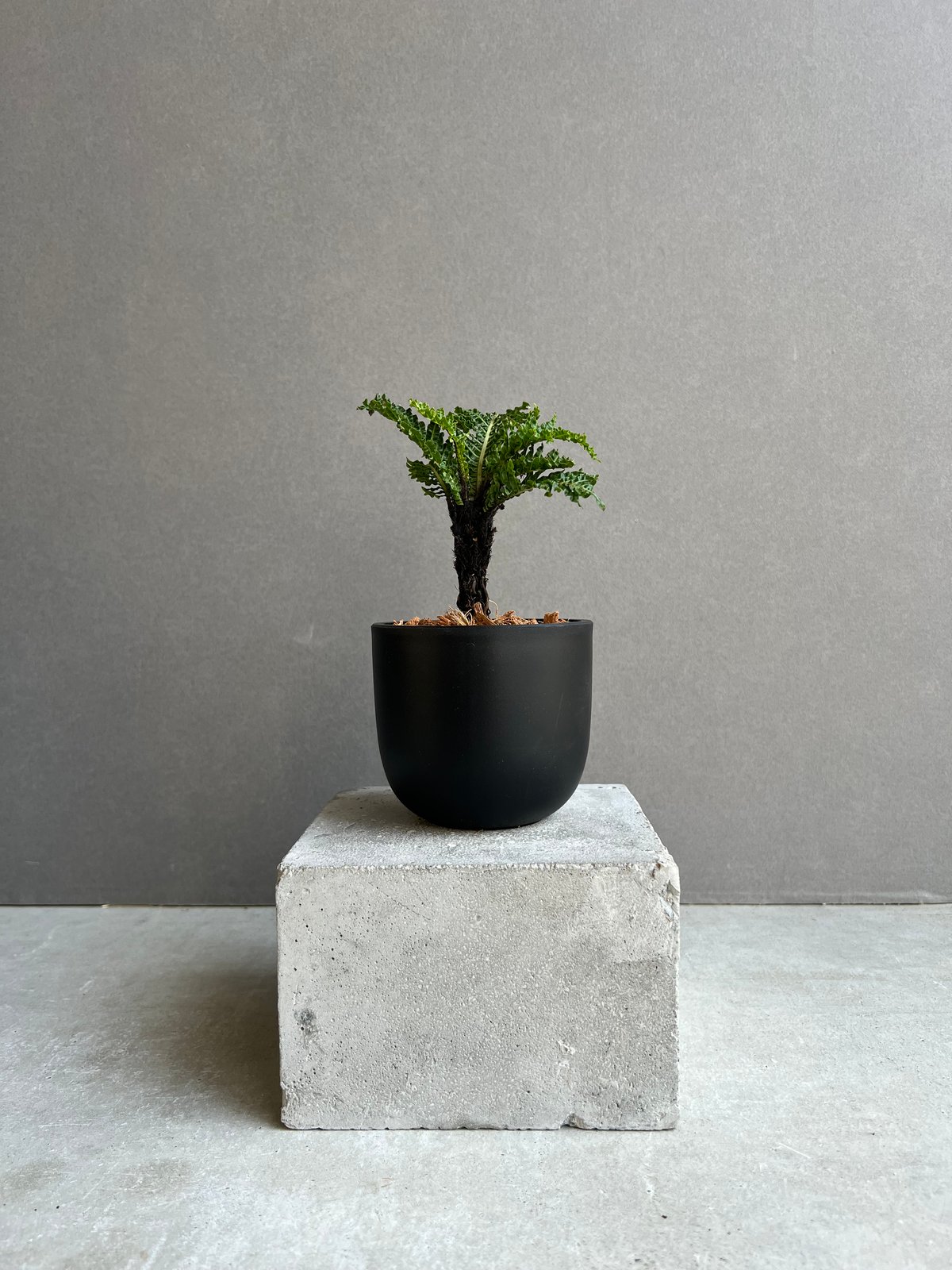 ブレクナム　ギッバム　ドワーフ ブレクナム ギッバム ドワーフ 「Blechnum gibbum Dwarf 」63C | S