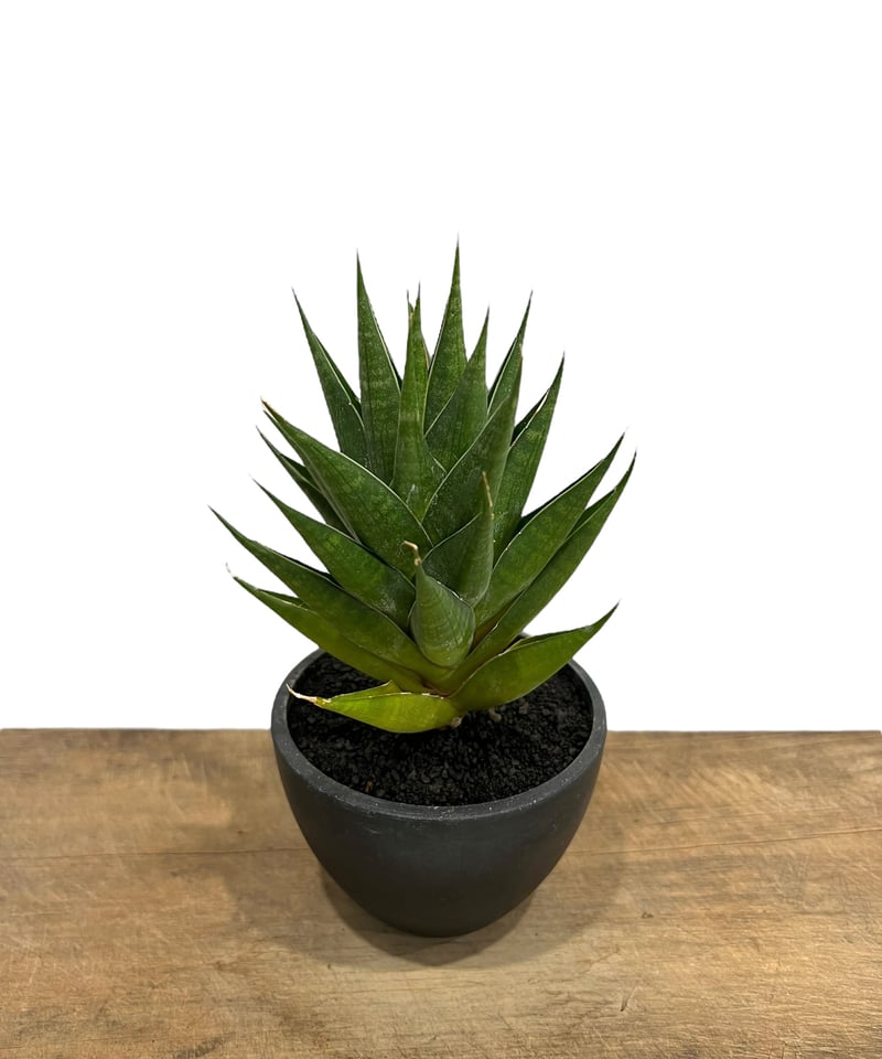 サンセベリア ボイボイ Sansevieria Boi Boi 897 | SHOUCHIKUEN