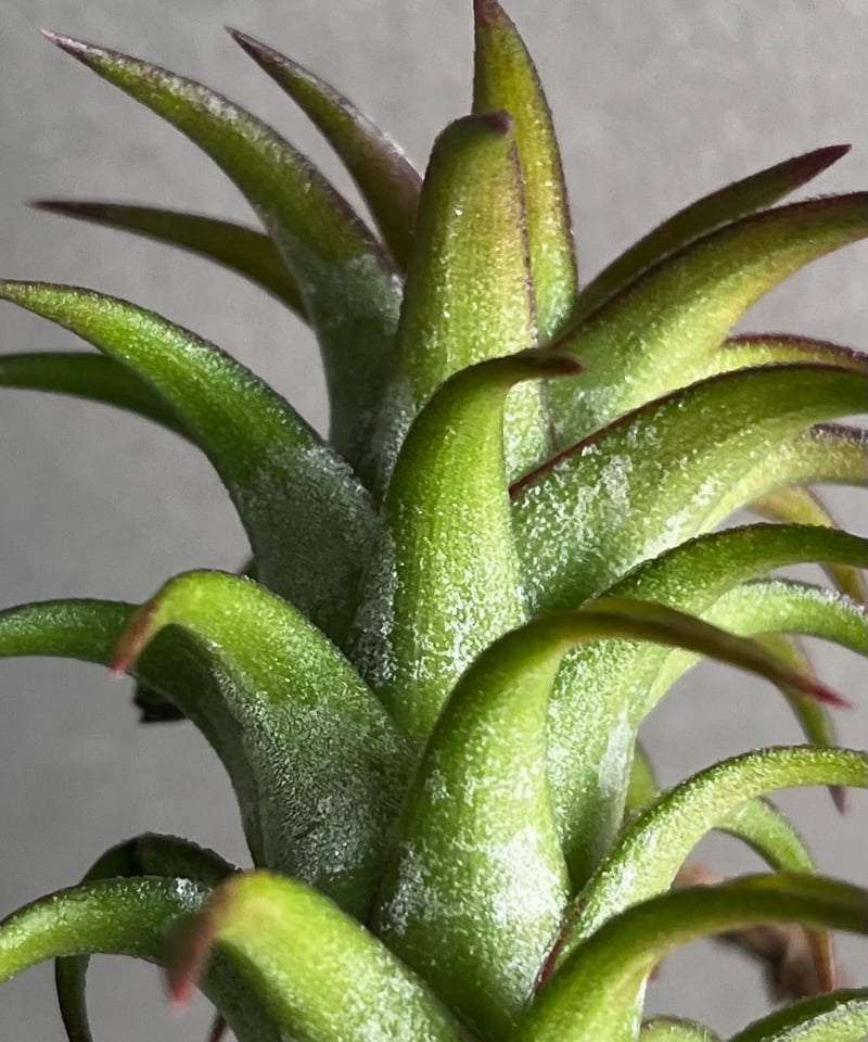 ティランジア バンハイニンギー 斑入 「Tillandsia vanhyningii Vari