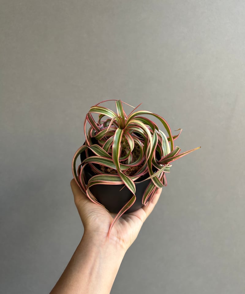 ドラセナ キュンティ「Dracaena concinne Kuhnty 」81J | SHOU