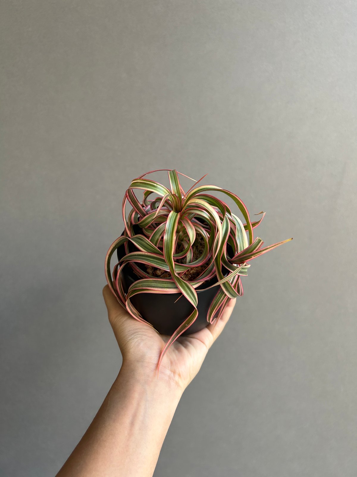 ドラセナ キュンティ「Dracaena concinne Kuhnty 」81J | SHOU