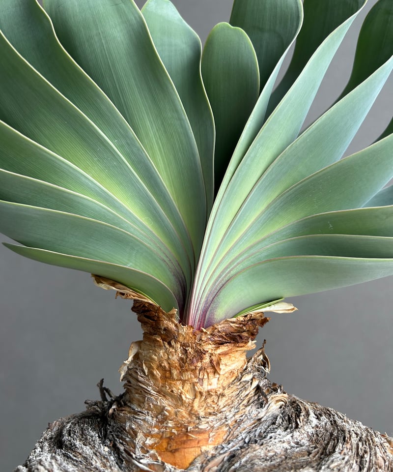 ブーファン ハエマンソイデス 「Boophane haemanthoides」5O | SHO