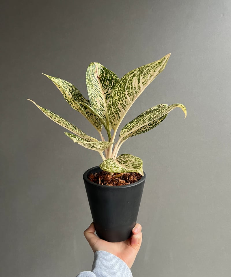 アグラオネマ ホワイト ティアラ 「Aglaonema White Tiara」61X | S