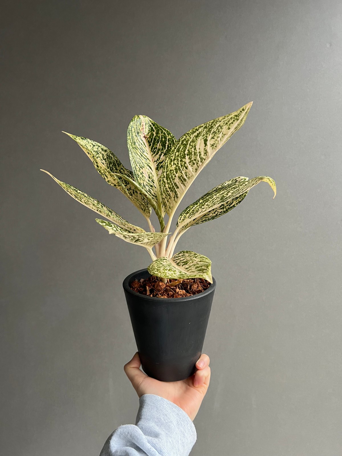 アグラオネマ　ホワイトティアラ　鉢ごと発送 アグラオネマ ホワイト ティアラ 「Aglaonema White Tiara」61X | S