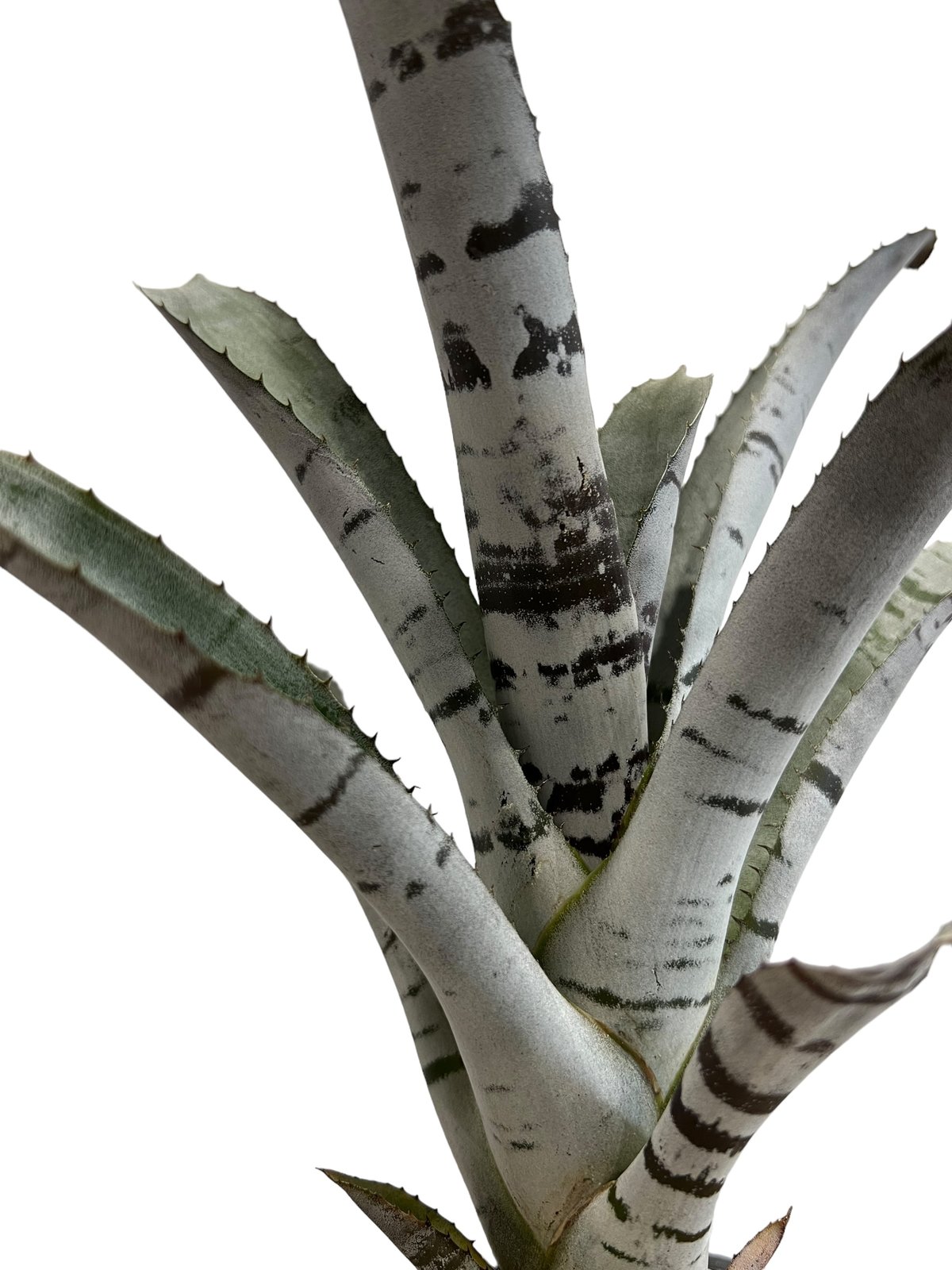 希少】Aechmea 人気 エクメア ムルフォーディ マルバ 沖縄育ち 希少