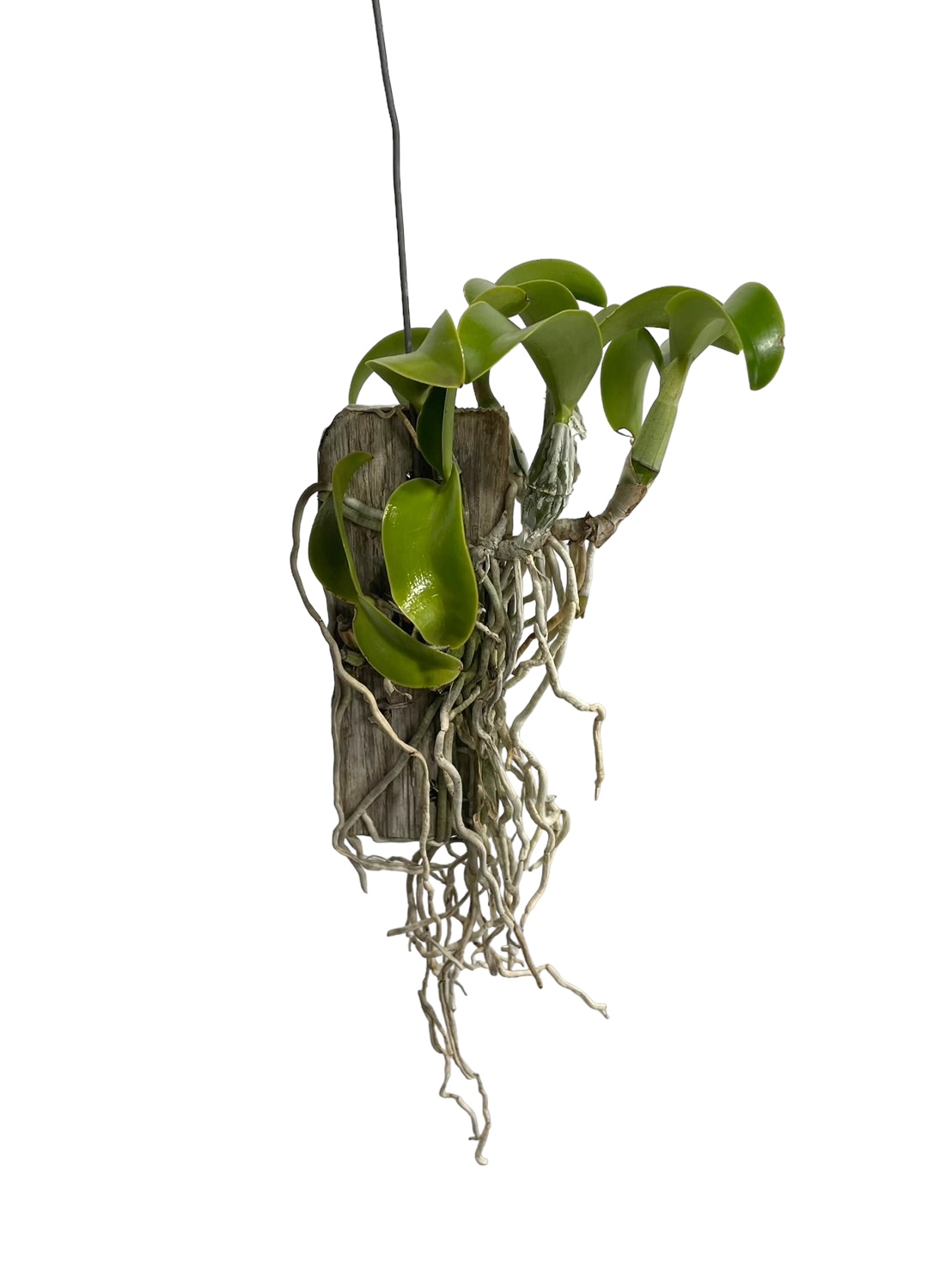 カトレア ノビリオール アマリア 「Cattleya nobilior var. amalia