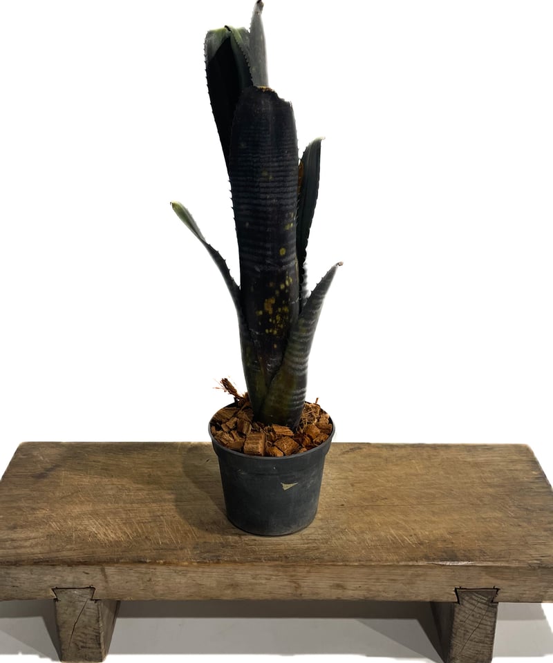 ビルベルギア オビ-ワン「Billbergia Obi - Wan」64G-3 | SHOUC